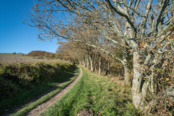 The South Downs Way, by South Harting Down, West Sussex, UK, in November