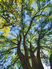 Ultra wide angle view of tree and branches from its base.