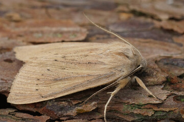 Obraz premium Closeup on the large wainscot or Isle of Wight wainscot owlet moth, Rhizedra lutosa on wood