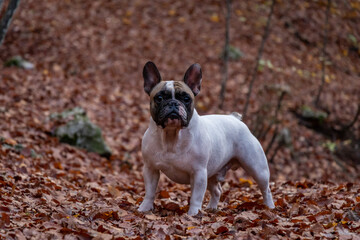 French bulldog puppy