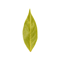 Fototapeta premium Bay leaf isolated on white background