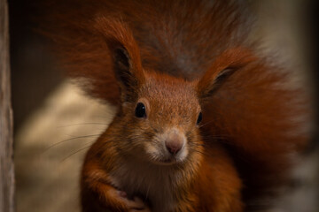 Red squirrel with very long hairy tail and ears