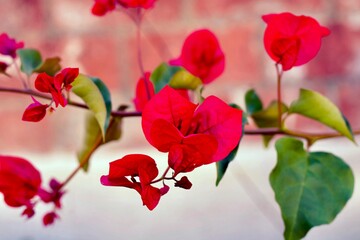 red rose petals