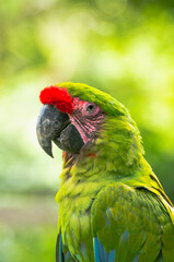 blue and yellow macaw