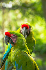 blue and yellow macaw