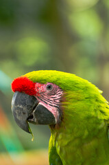 blue and yellow macaw