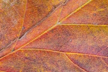 Macro photo of Autumn Foliage. Red Leaf texture close up. Midvein Primary vein, Secondary vein. Glossy top side.