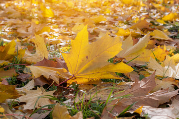 Maple leaves in the autumn sun. Up of maple on the grass that shines against the sun