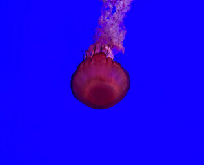 Pacific Sea Nettle (Chrysaora fuscescens, or jellyfish or Pacific marine mammal) in blue sea water