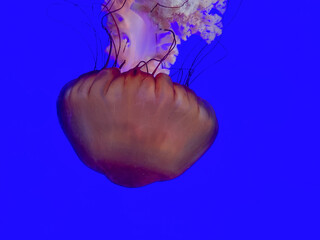 Pacific Sea Nettle (Chrysaora fuscescens, or jellyfish or Pacific marine mammal) in blue sea water