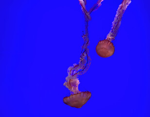 Pacific Sea Nettle (Chrysaora fuscescens, or jellyfish or Pacific marine mammal) in blue sea water