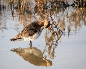 Aves en las marismas y humedales