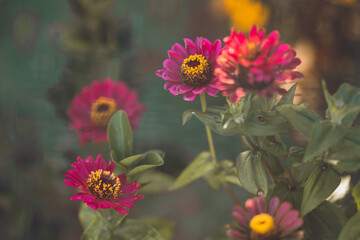 Flowers in the garden