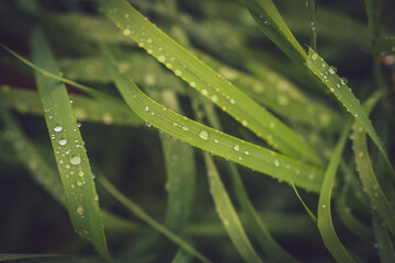 Obraz premium Close up of water drops on a grass 