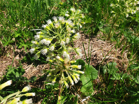 White flowers of petasites albus blooming in the meadow.