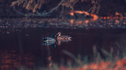 Ducks swimming in the lake