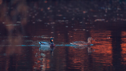 Ducks swimming in the lake