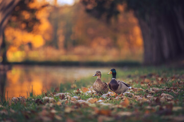 Wild ducks in autumn park isolated