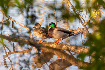 A Pair Of Mallards Perched On A Tree Branch In The River