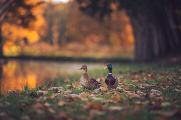 Wild ducks in autumn park