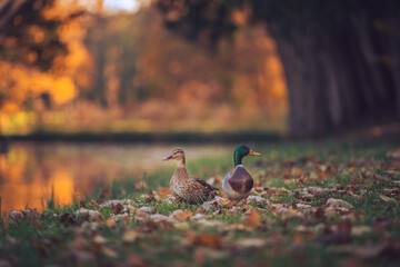 Wild ducks in autumn park