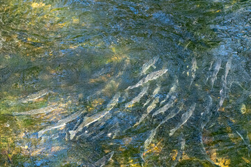 Pink Salmon  (Oncorhynchus gorbuscha) heading upstream in Ketchikan Creek to spawn in Ketchikan,...