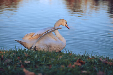 Portrait of white swan 