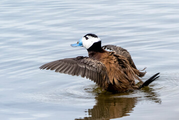 aves y naturaleza de la marisma