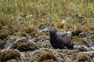 An Immature  bald eagle (Haliaeetus leucocephalus) perched on the shoreline in British Columbia, Canada.