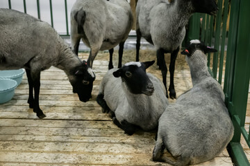 Flock of black and grey Romanov sheep at agricultural animal exhibition, small cattle trade show. Farming, agriculture industry, livestock and animal husbandry concept
