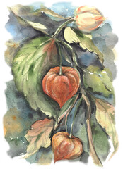 Physalis plant in watercolour painting, realistic art. Autumn branch, modern art background.