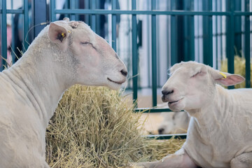Portrait of two cute sleepy white sheep resting at agricultural animal exhibition, small cattle...