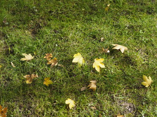 Leaves on Lawn