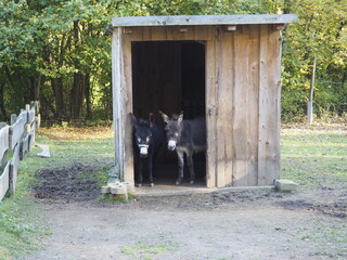 Donkey