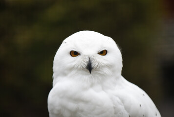 snowy owl portrait