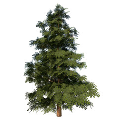 Front view of Plant (secuoyas Redwood Tree) Tree png