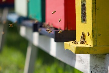 Abejas en vuelo recolectando alimento frente a su panal, día de las abejas