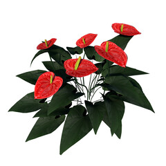 Front view of Plant (flamingo lily Anthurium andraeanum) Tree png 