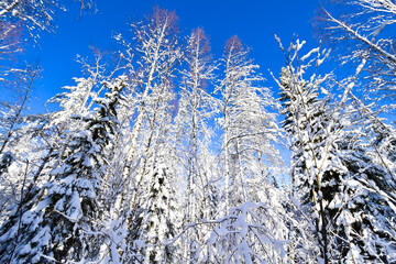 Beautiful snowy forest in Finland. Winter Scenery Background.
