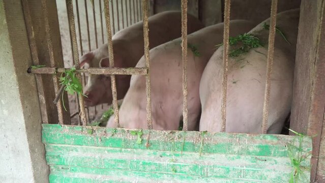 Pigs in the pigsty eat green grass. Domestic animal husbandry.