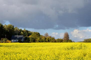 beautiful landscape in the countryside with a field of rapeseed