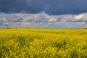 agriculture industry canola field landscape in the countryside and blue sky