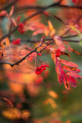 abstract blurred natural colorful autumn background