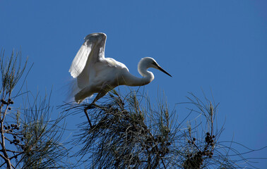 Great Egret (Ardea alba)