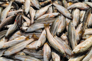 dried fish on the market