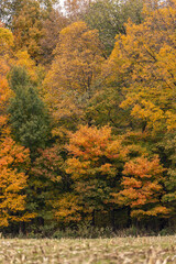 Beautiful orange and green trees in autumn over a picked corn field in Amish country