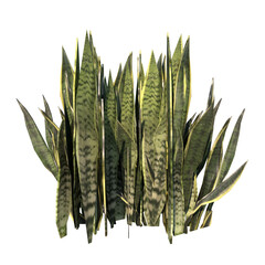 Front view of Plant (Snake Plant Sansevieria trifasciata) Tree png