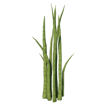 Front View Of Plant (African Spear Plant Sansevieria Cylindrica) Tree Png 