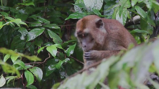 Macaque monkey tasting food Malaysia