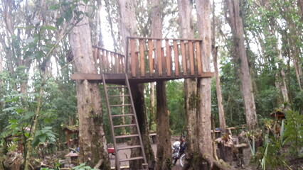 Bosque de los Arrayanes-Carchi-Ecuador